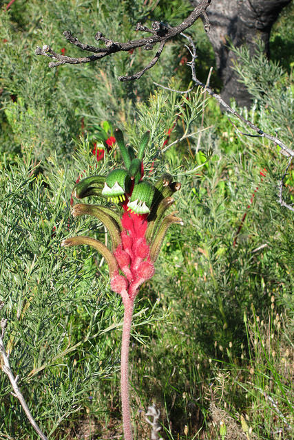 Anigozanthos manglesii