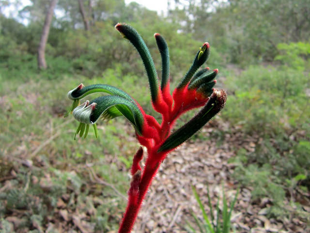 Anigozanthos manglesii