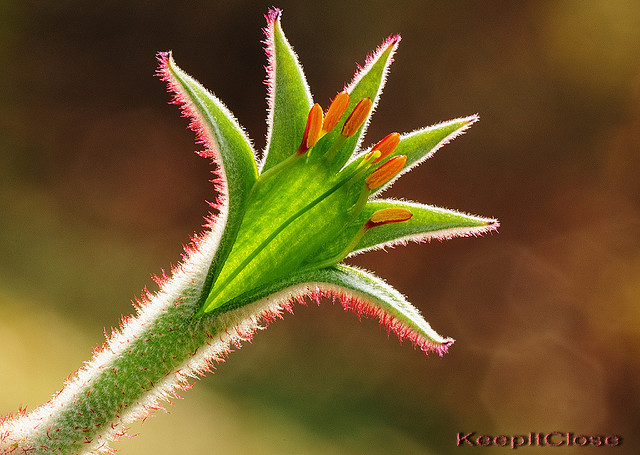 Anigozanthos manglesii
