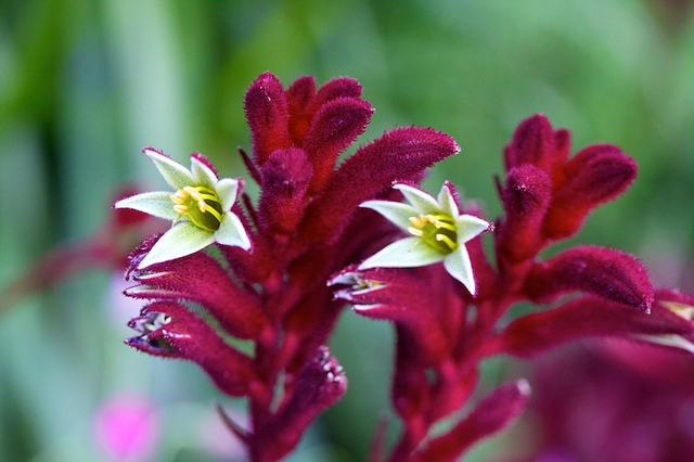 Anigozanthos manglesii