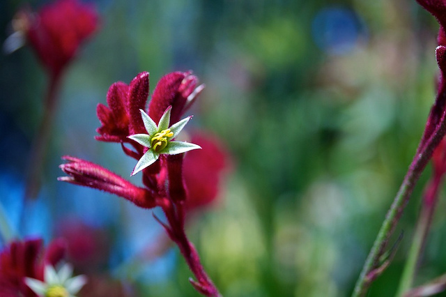 Anigozanthos manglesii