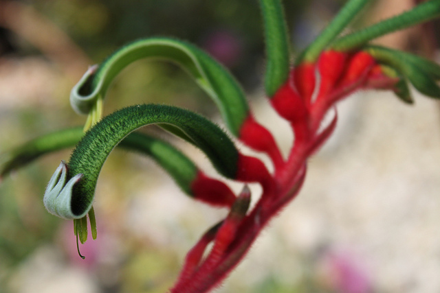 Anigozanthos manglesii (Anigozanthos manglesii)