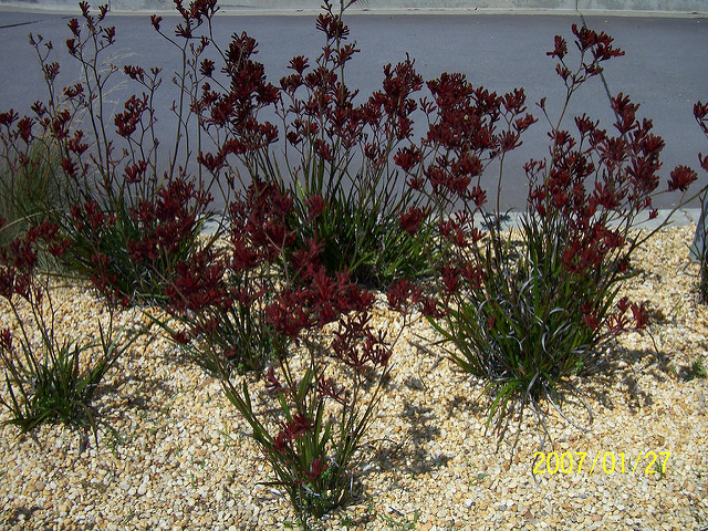 Patte de Kangourou (Anigozanthos rufus)