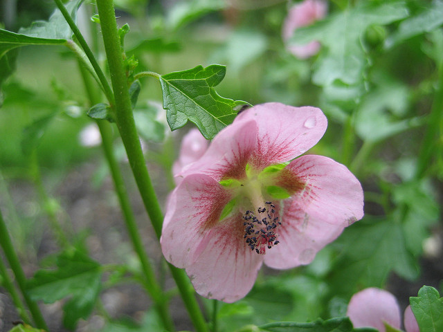 Mauve du cap