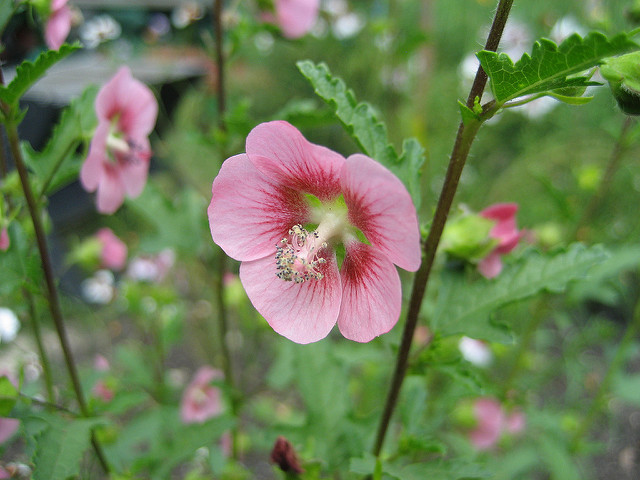 Mauve du cap