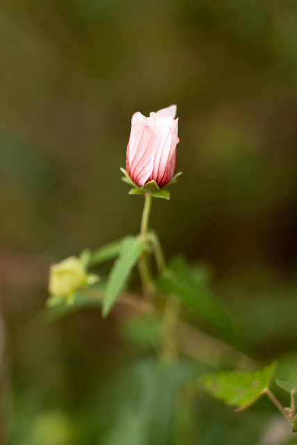 Mauve du cap