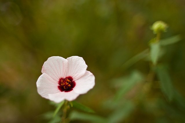 Mauve du cap