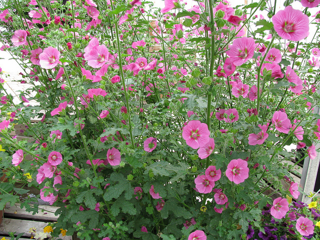 Mauve du cap (Anisodontea capensis)