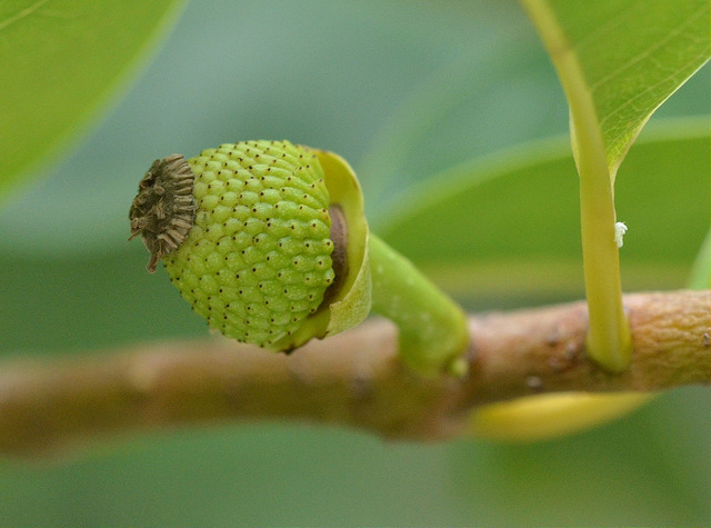 Mammier (Annona glabra)