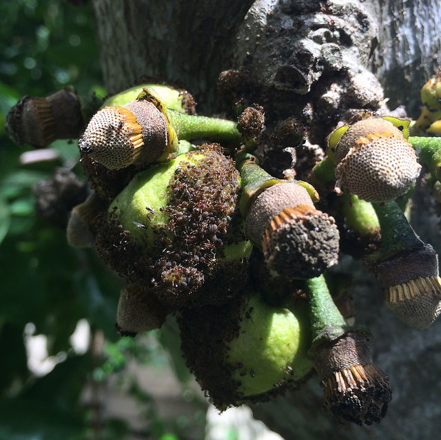 Corossolier (Annona muricata)