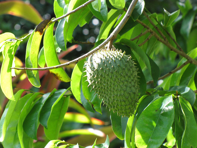 Corossolier
