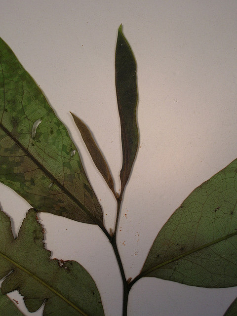 Corossolier