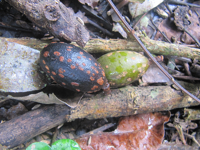 Cachiman (Annona reticulata)