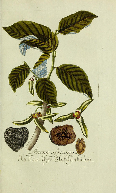 Annona senegalensis