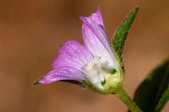 Anoda cristata