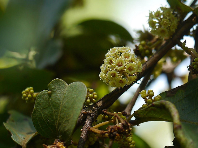 Anogeissus latifolia