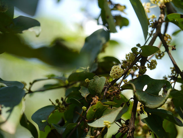 Anogeissus latifolia