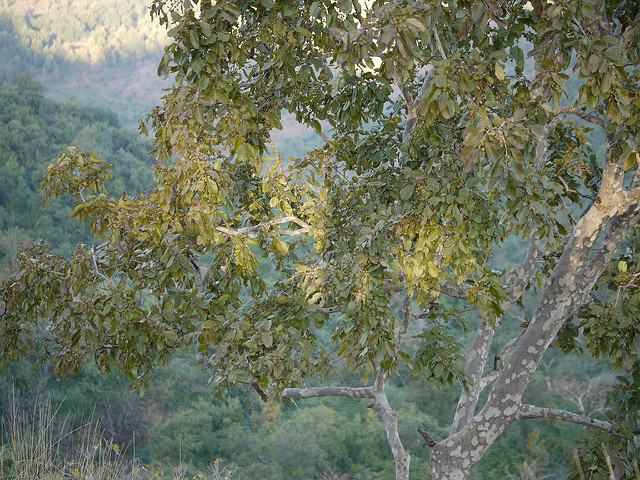 Anogeissus latifolia