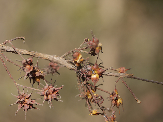 Anogeissus latifolia
