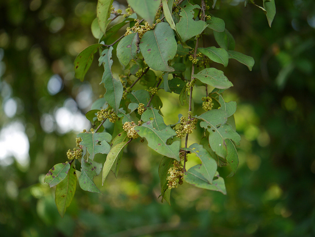 Anogeissus latifolia