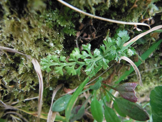 Anogramme à feuilles minces (Anogramma leptophylla)