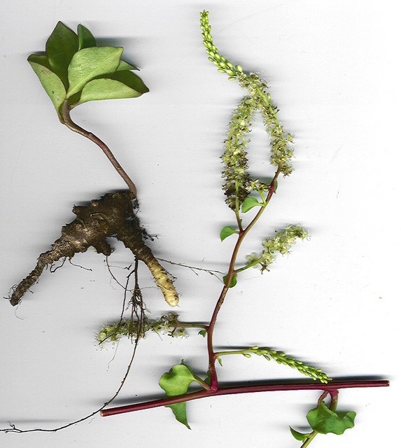 Anredera cordifolia