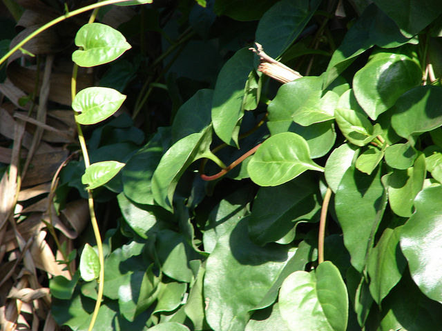 Anredera cordifolia