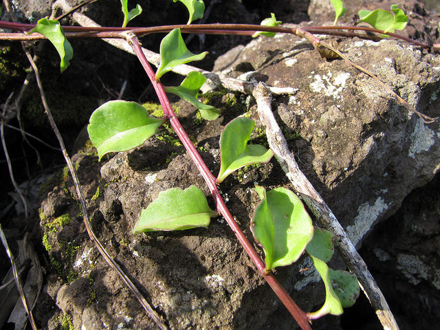 Anredera cordifolia
