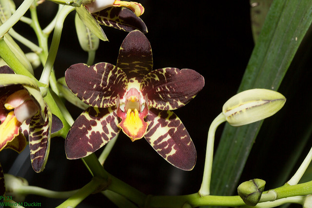 Orchidée léopard
