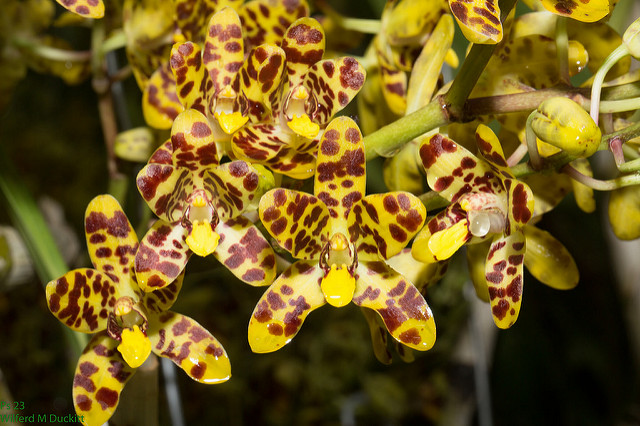 Orchidée léopard