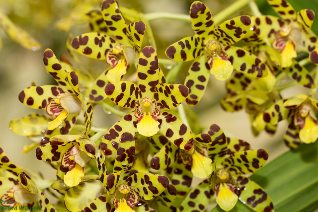 Orchidée léopard