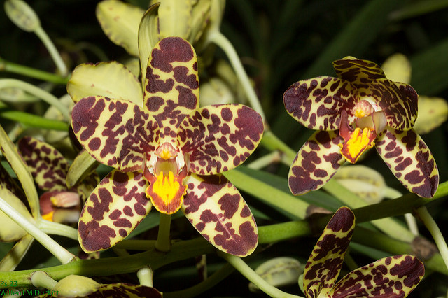 Orchidée léopard