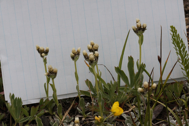 Antennaria alpina