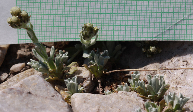 Antennaria alpina