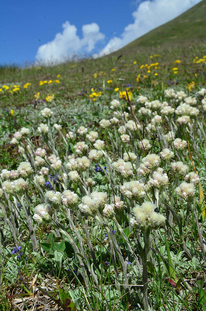 Antennaire des carpates (Antennaria carpatica)