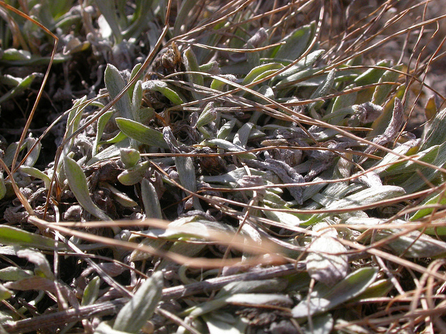 Antennaria dimorpha