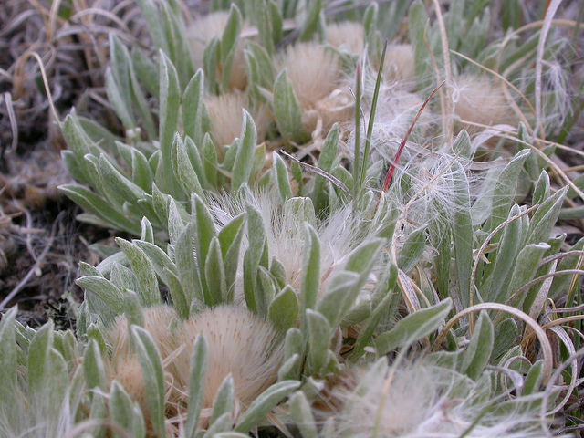 Antennaria dimorpha