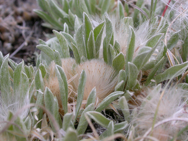 Antennaria dimorpha