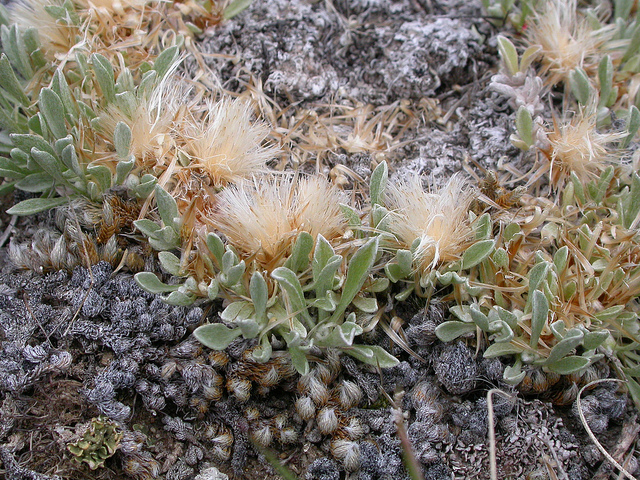 Antennaria dimorpha