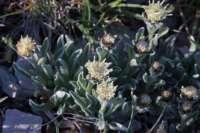 Antennaria dimorpha