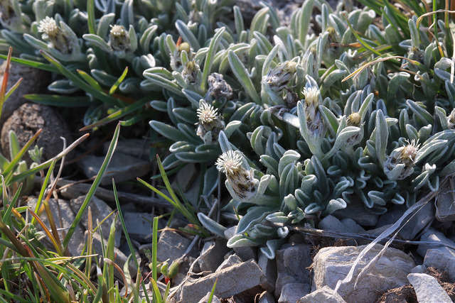 Antennaria dimorpha (Antennaria dimorpha)