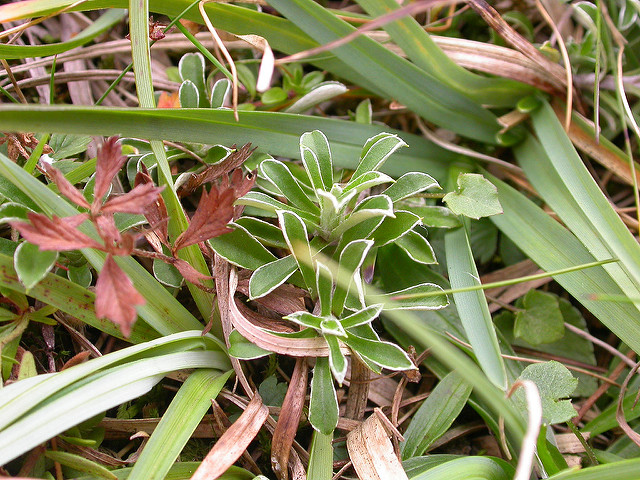 Antennaire dioïque (Antennaria dioica)