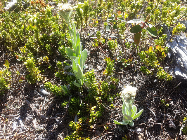 Antennaria lanata (Antennaria lanata)