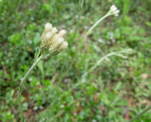 Antennaria lanata