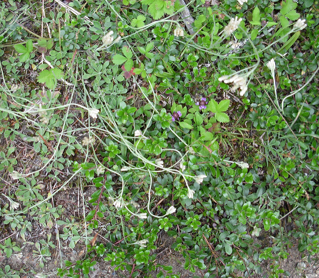 Antennaria lanata