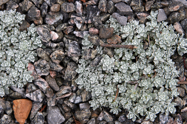 Antennaria lanata