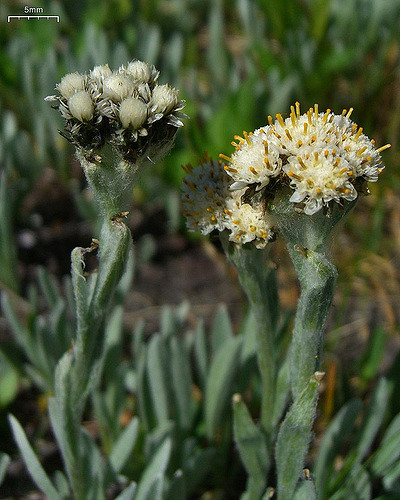 Antennaria lanata