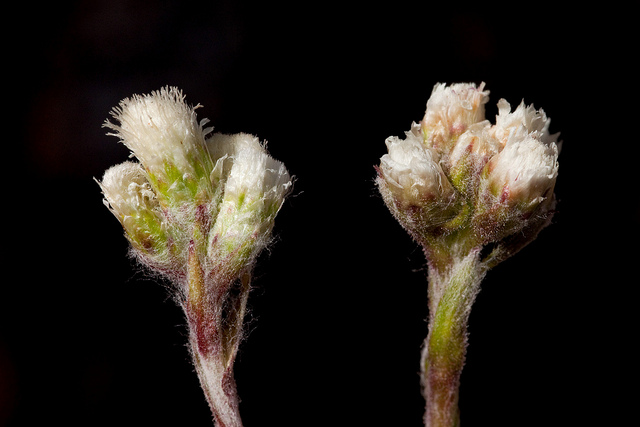 Antennaria marginata (Antennaria marginata)