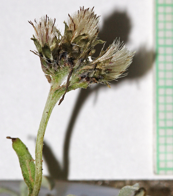 Antennaria media
