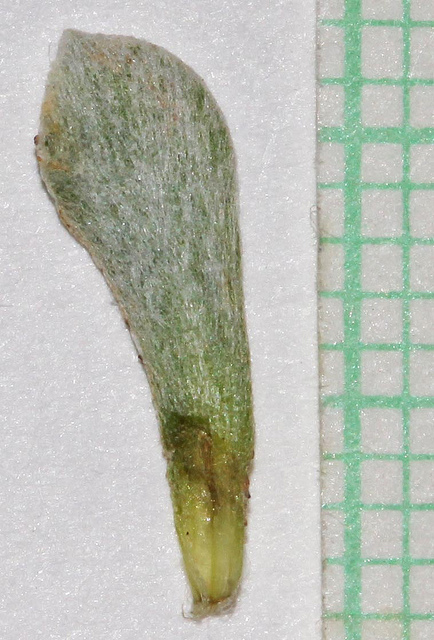 Antennaria media